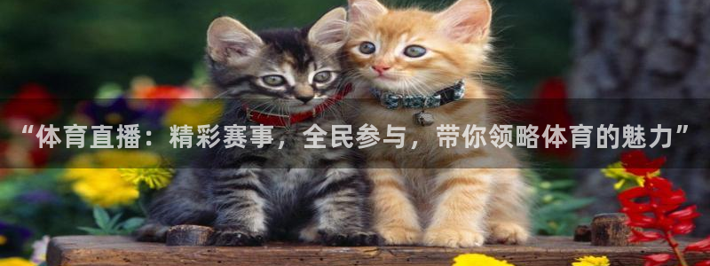 “体育直播：精彩赛事，全民参与，带你领略体育的魅力”